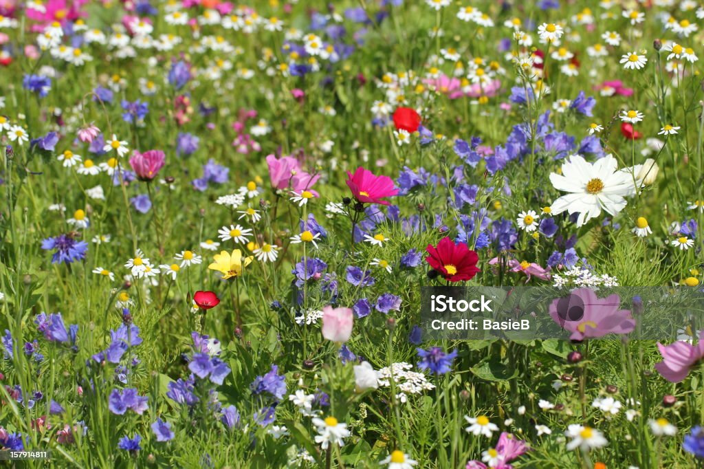 meadow com coloridas flores e ervas - Foto de stock de Flor Selvagem royalty-free