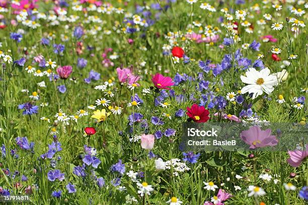 Foto de Meadow Com Coloridas Flores E Ervas e mais fotos de stock de Flor Selvagem - Flor Selvagem, Rosa - Flor, Azul