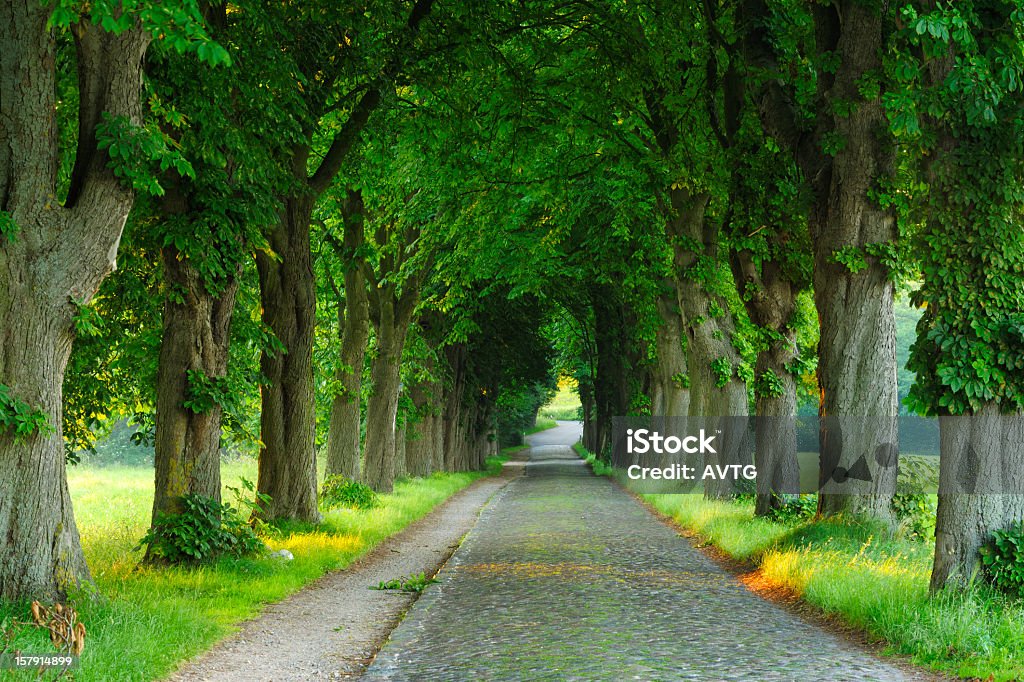 Strada di ciottoli con castagni su entrambi i lati - Foto stock royalty-free di Acciottolato