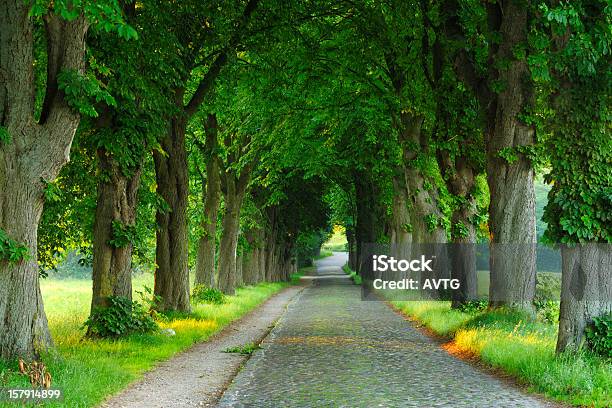 Strada Di Ciottoli Con Castagni Su Entrambi I Lati - Fotografie stock e altre immagini di Acciottolato - Acciottolato, Albero, Strada in terra battuta