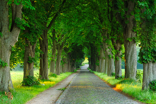 Cobblestone Road with Chestnut Trees on Both Sides