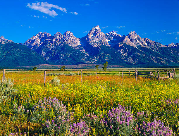 grand teton national park - wyoming stock-fotos und bilder