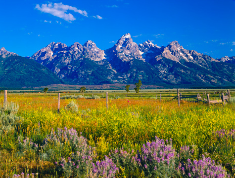 New blossoms signify spring in Grand Teton National Park in Jackson, WY. 