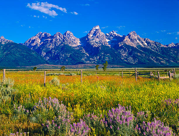 Mountains and wildflowers at Grand Teton National Park New blossoms signify spring in Grand Teton National Park in Jackson, WY.  jackson hole photos stock pictures, royalty-free photos & images