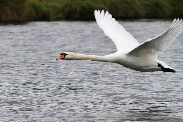 istock Flying mute swan Cygnus olor 157915031