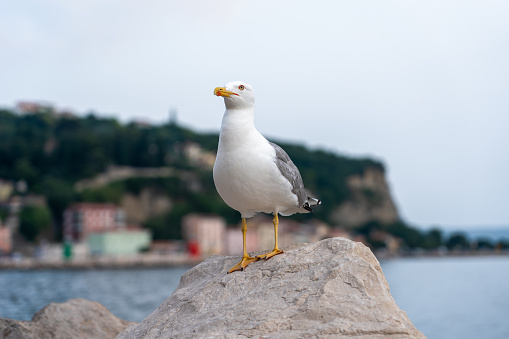 Seagull sitting on the the rock, Slovenia