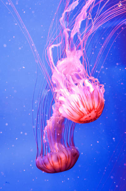 istock Bright colored jellyfish swimming in the water 1579162507