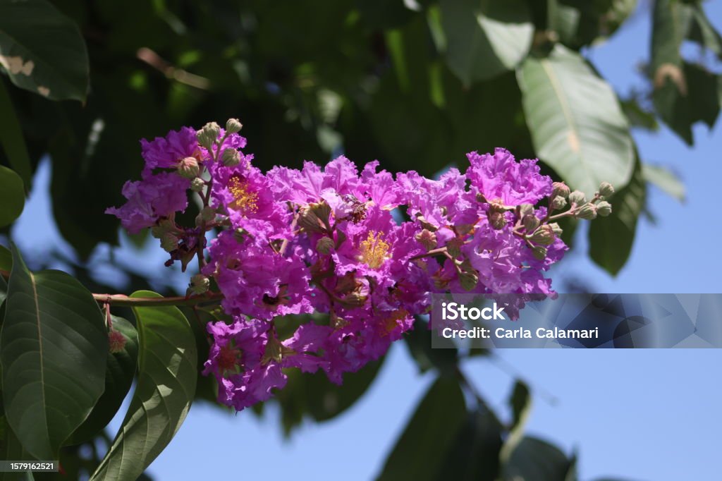 Jupiter Column Tree Jupiter Tree Stock Photo - Download Image Now - Astronomy, Beauty ...