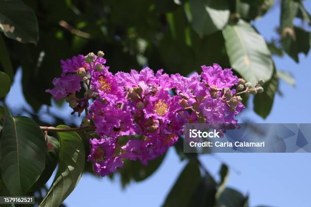 Jupiter Column Tree Jupiter Tree Stock Photo - Download Image Now - Astronomy, Beauty ...