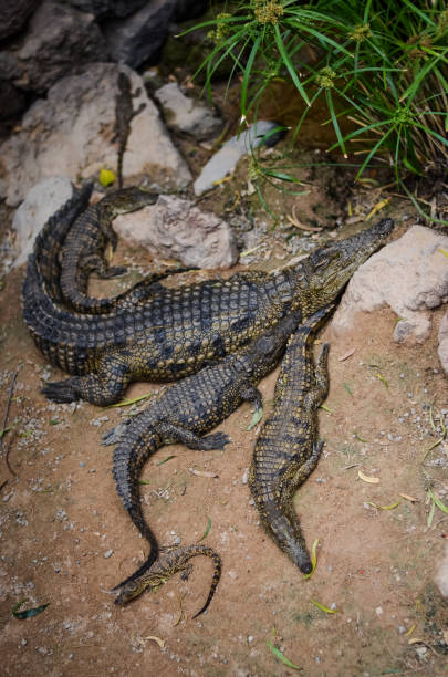 istock Nile crocodile captured in the zoo 1579165733