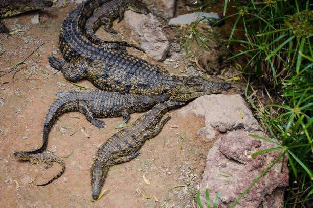 istock Nile crocodile captured in the zoo 1579165735