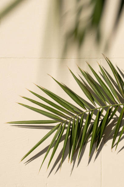 istock Vertical background with palm leaves. 1579172450