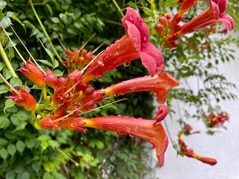 Close shot of flowering Campsis radicans, the trumpet vine.