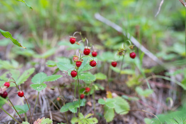 Red wild strawberries in forest in summer