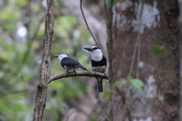 istock couple of White necked Puffbird 1579190078