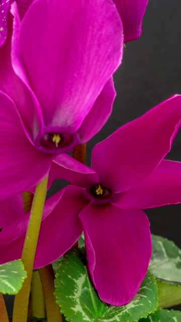 Cyclamen flower blooming in a vertical time lapse video on a black background. Time lapse of Cyclamen in motion. - Stock video - Vertical composition - smartphone view.
