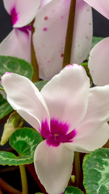 Cyclamen flower blooming in a vertical time lapse video on a black background. Time lapse of Cyclamen in motion. - Stock video - Vertical composition - smartphone view.