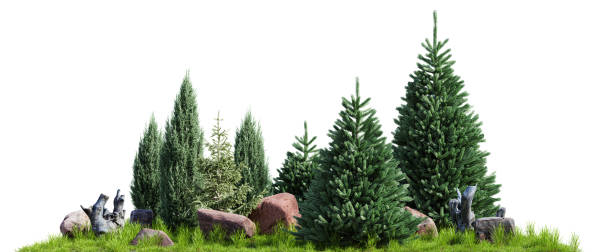 istock Garden trees, rock and stumps design isolated on white background. 3D render. 1579244709