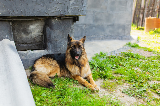 German Shepherd