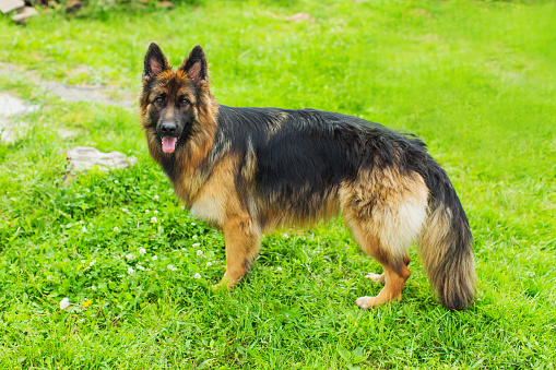 german shepherds as guard dogs