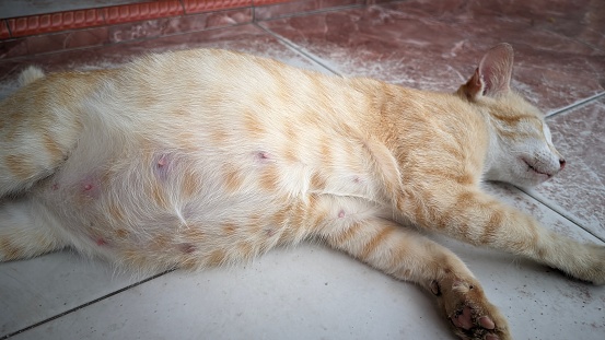 check the cat's health condition, the stomach condition of the cat who is 2 months pregnant and will give birth soon