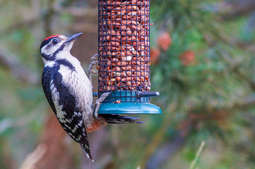 Close up of a woodpecker on a bird feeder