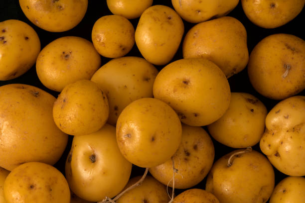 Solanum phureja - Organic Yellow Creole Potato