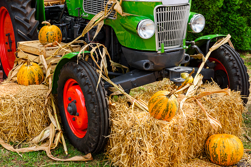 Harvest festival decoration - vintage tractor, bales of hay, pumpkins, corn ...