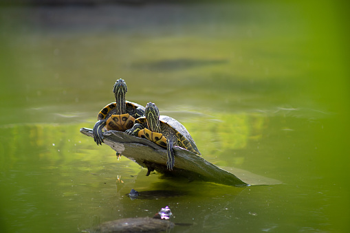 A view of two turtles sitting on a stone perch above the pond, basking in the sunshine.