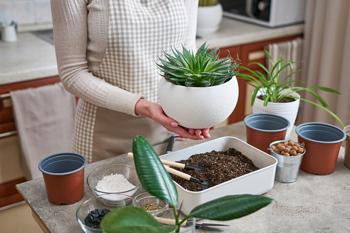 Woman holding planted Aloe Aristata Succulent Plant in white ceramic pot.