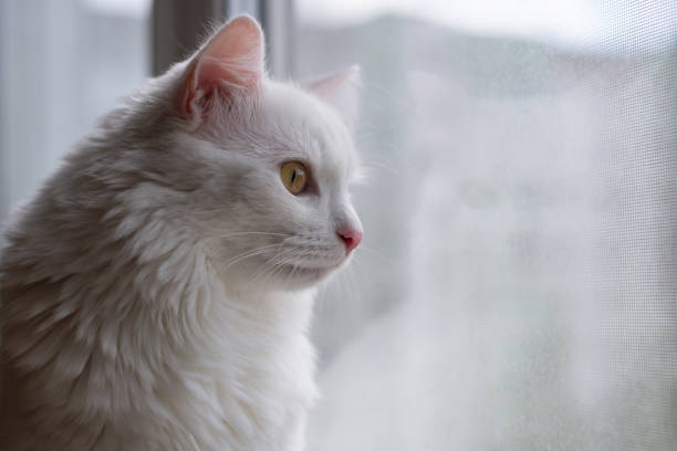 istock White purebred cat looking out the window. Close up portrait. Copy space 1579461008