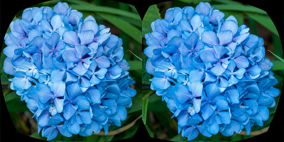 Blue flower up close in 3D.