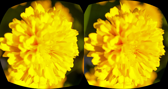 Yellow carnation  flower up close in 3D.