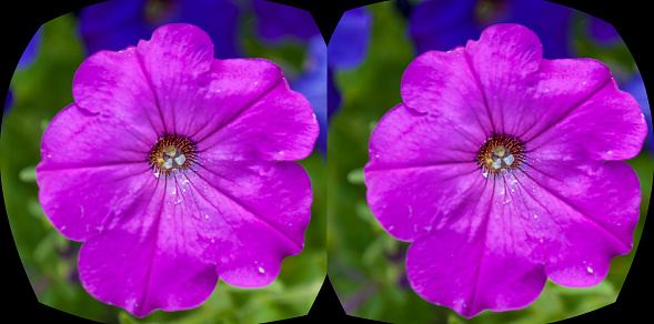 Magenta  flower up close in 3D.