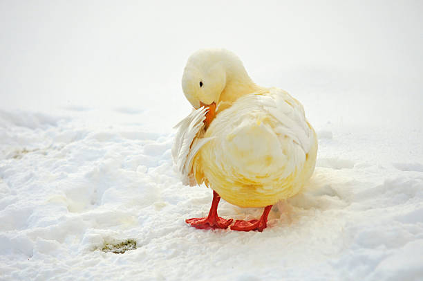 istock goose in the snow 157953078