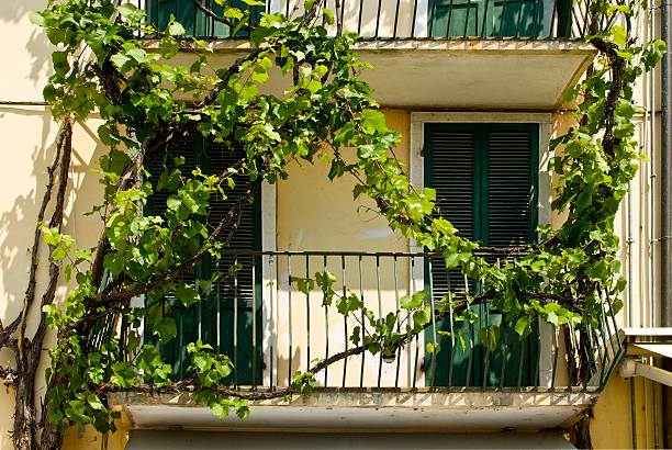 Ingrown balcony balcony Boston Ivy stock pictures, royalty-free photos & images