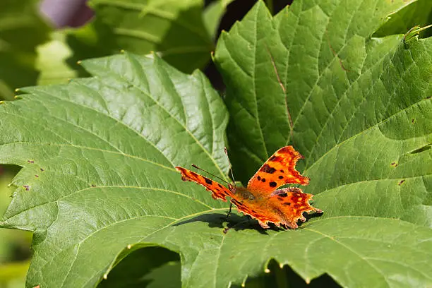 The Comma (Polygonia c-album)  butterfly on a grapevine leaf