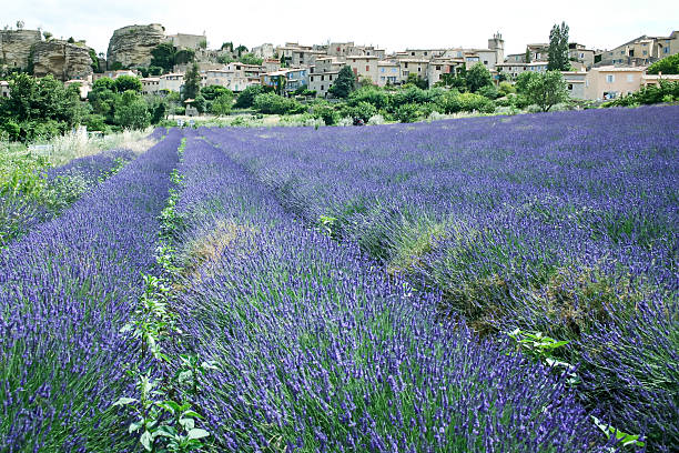 istock lavender fields hill town provence france 157955454