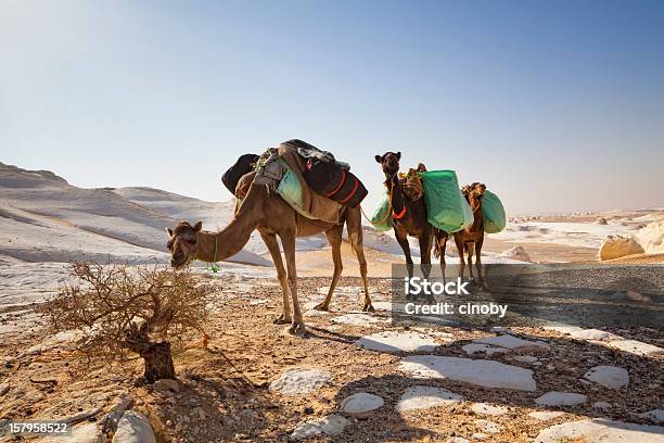 Camel Caravan In The White Desert National Park Stock Photo - Download Image Now - Camel, Over-Burdened, Camel Train