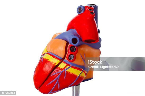 Heartmodell Stockfoto und mehr Bilder von Aorta - Aorta, Bildung, Fotografie