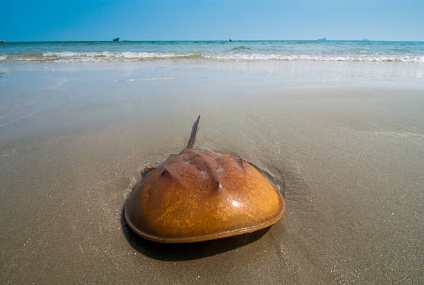 Horseshoe Crab on  sand beach stock photo
