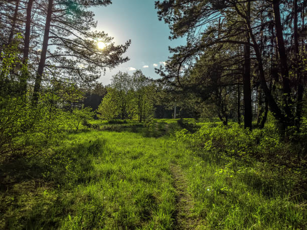 Green landscape at sunny day. Grass, trees, sky.