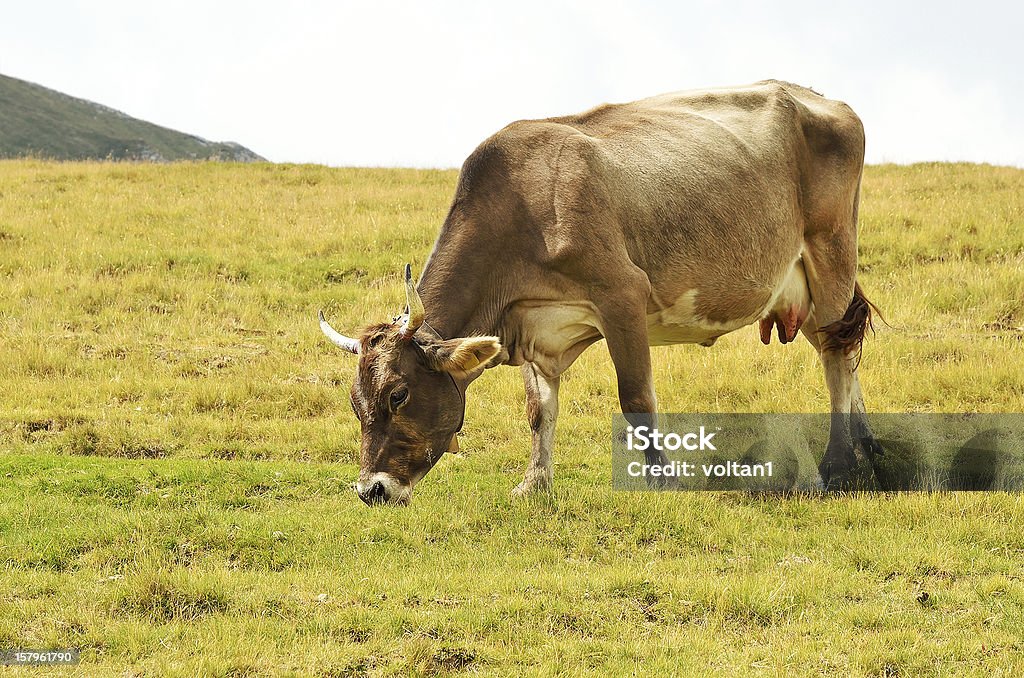 牛のパスチュア - ウシのロイヤリティフリーストックフォト