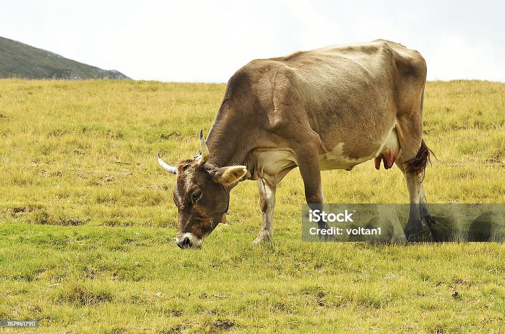 Vaca no Pasto - Royalty-free Agricultura Foto de stock