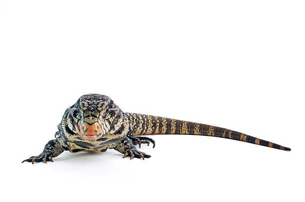 istock Black and White Argentine Tegu 157961972