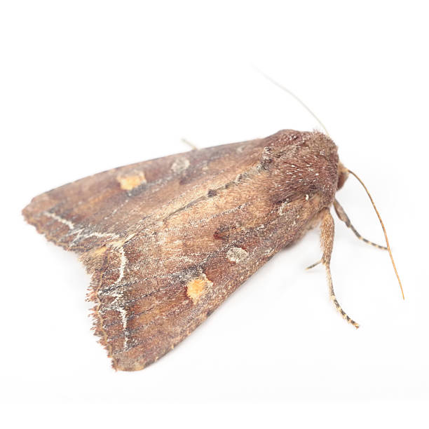 istock Bright-Line Brown-Eye Moth (Night Fly) Isolated on White Background 157962308