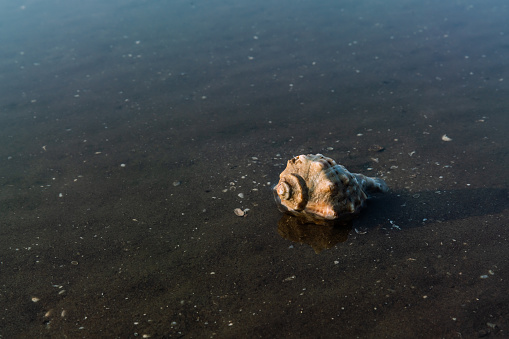 Whelk shell reflection at sunset