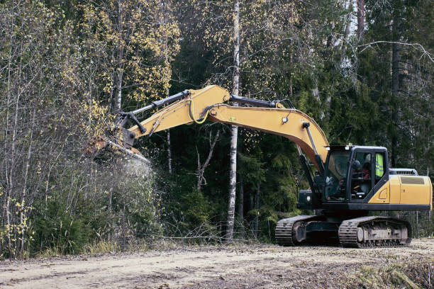 istock Removing vegetation with forestry mulcher suspended from an excavator. 1579647360
