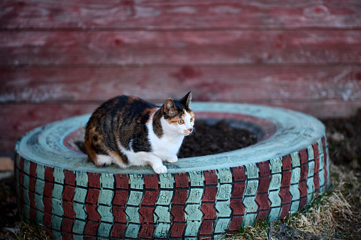 Tricolor rural pussycat sits on an old tire from which they made flower bed.