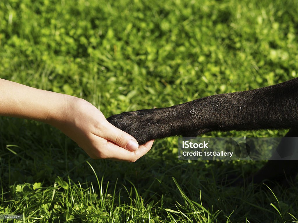 Zampa di mano - Foto stock royalty-free di Accordo d'intesa